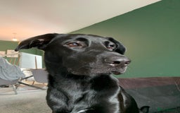 Mixed Breed dogs for sale: Bailey  - Image 2