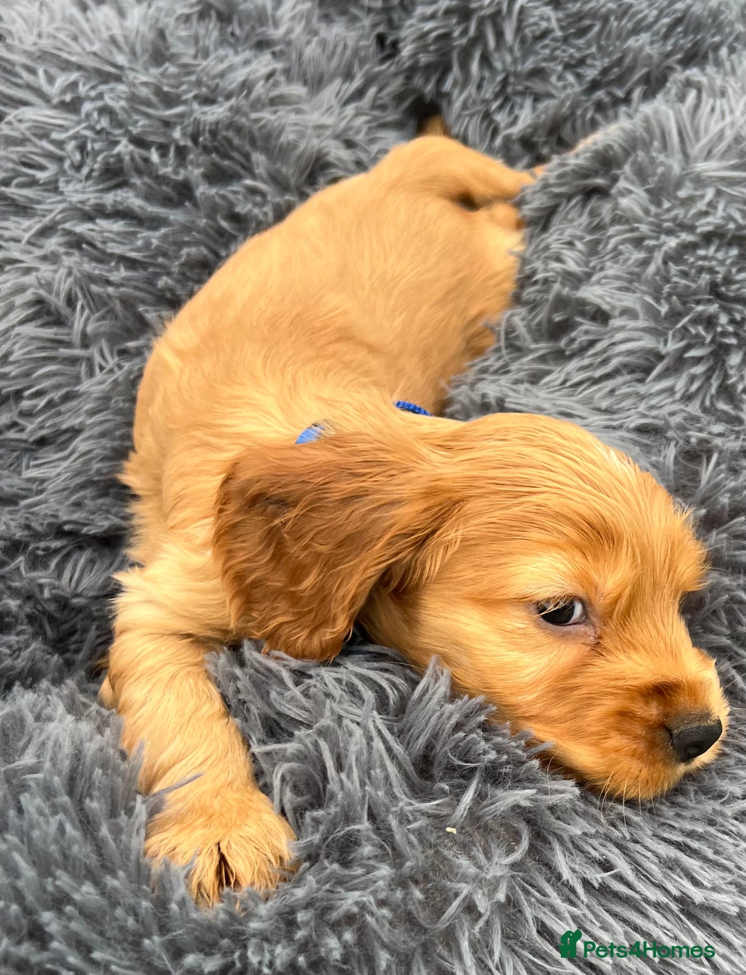 Cocker Spaniel dogs for sale: Show Cocker Puppies - Image 9