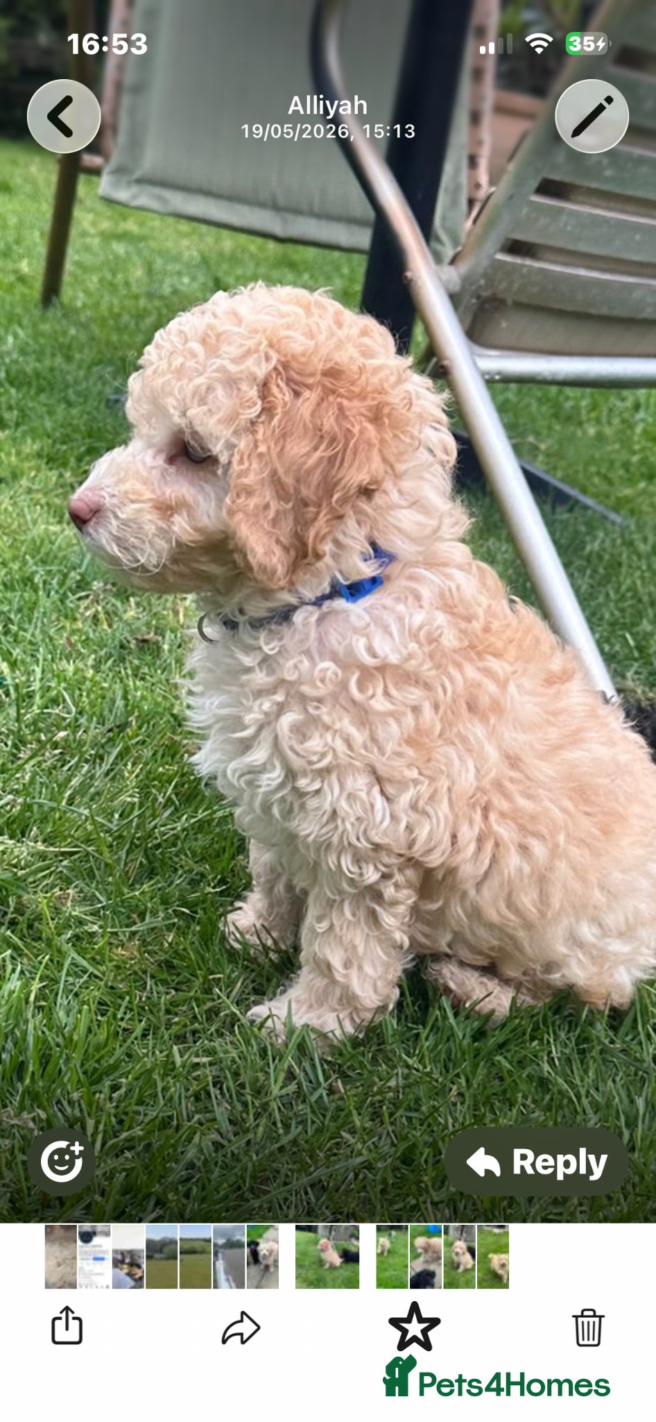 Poodle dogs Miniature golden puppy - Advert 1
