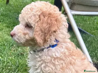 Poodle dogs Miniature golden puppy - Advert 2
