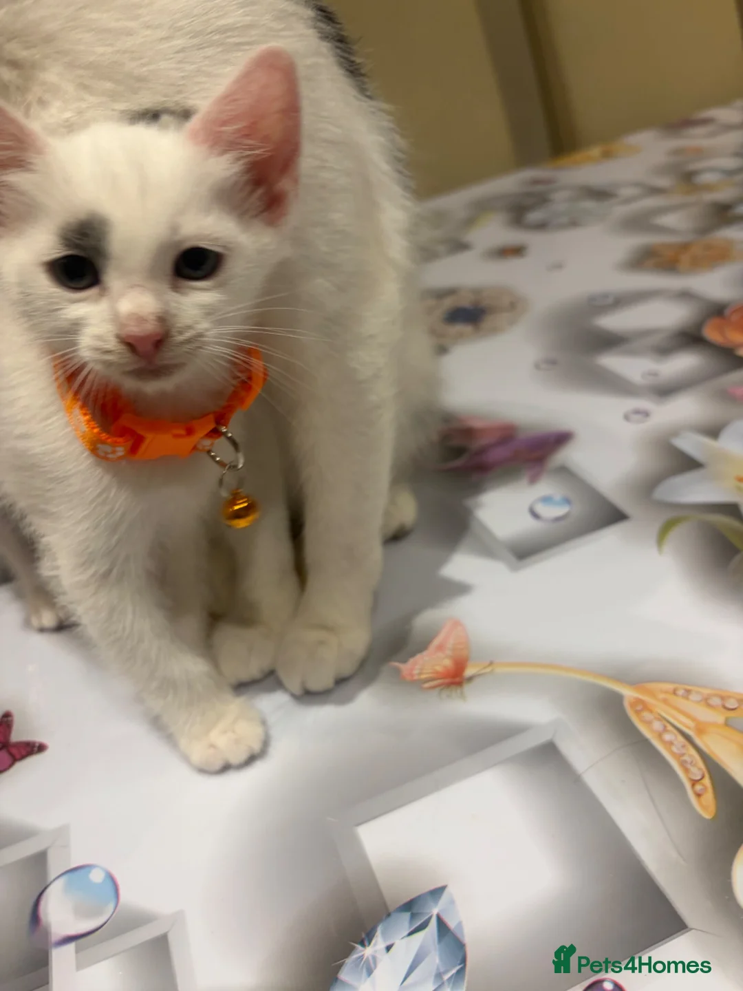 Turkish Angora cats for sale: Mix Turkish Angora kitten - Advert 2
