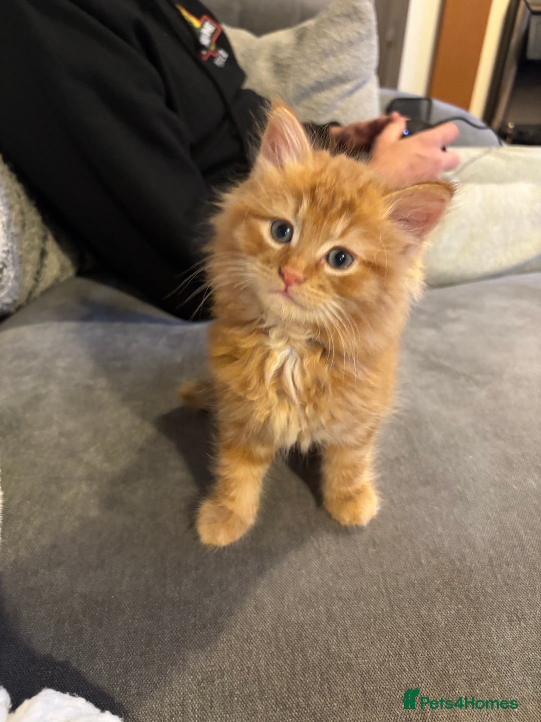 Domestic Shorthair cats for sale: Gorgeous pair of fostered kittens  - Image 2