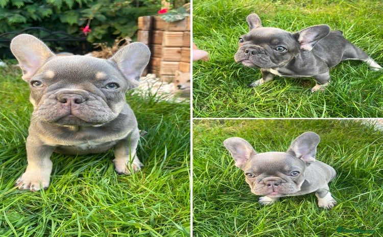 French Bulldog dogs - Advert 4
