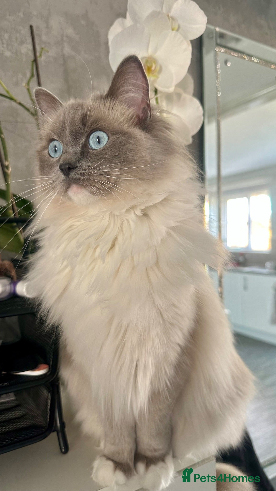 Ragdoll cats Blue Mitted Ragdoll Stud wanted  - Advert 1