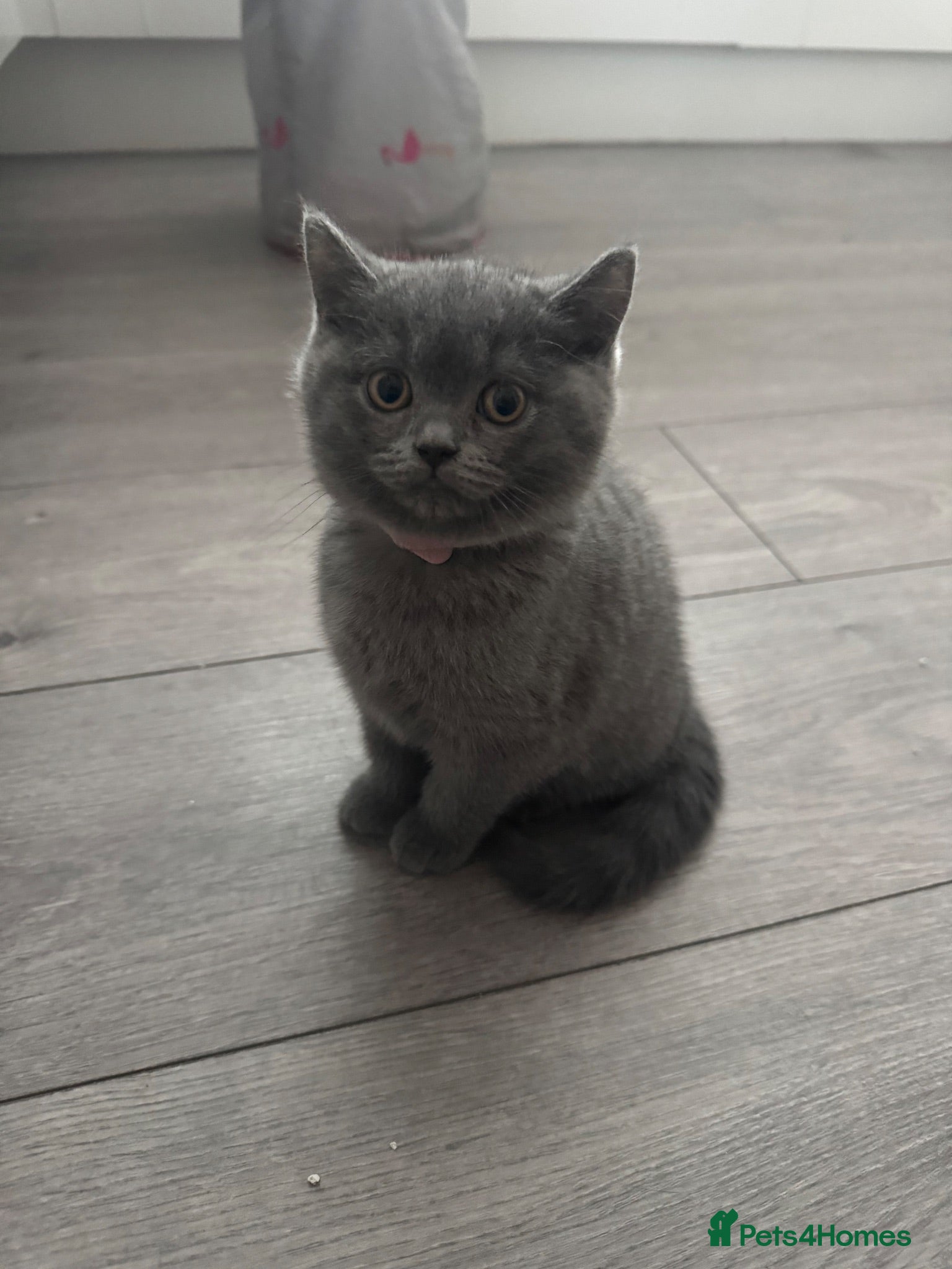 British Shorthair cats READY TO LEAVE NOW 1 British Shorthair Kittens - Advert 1