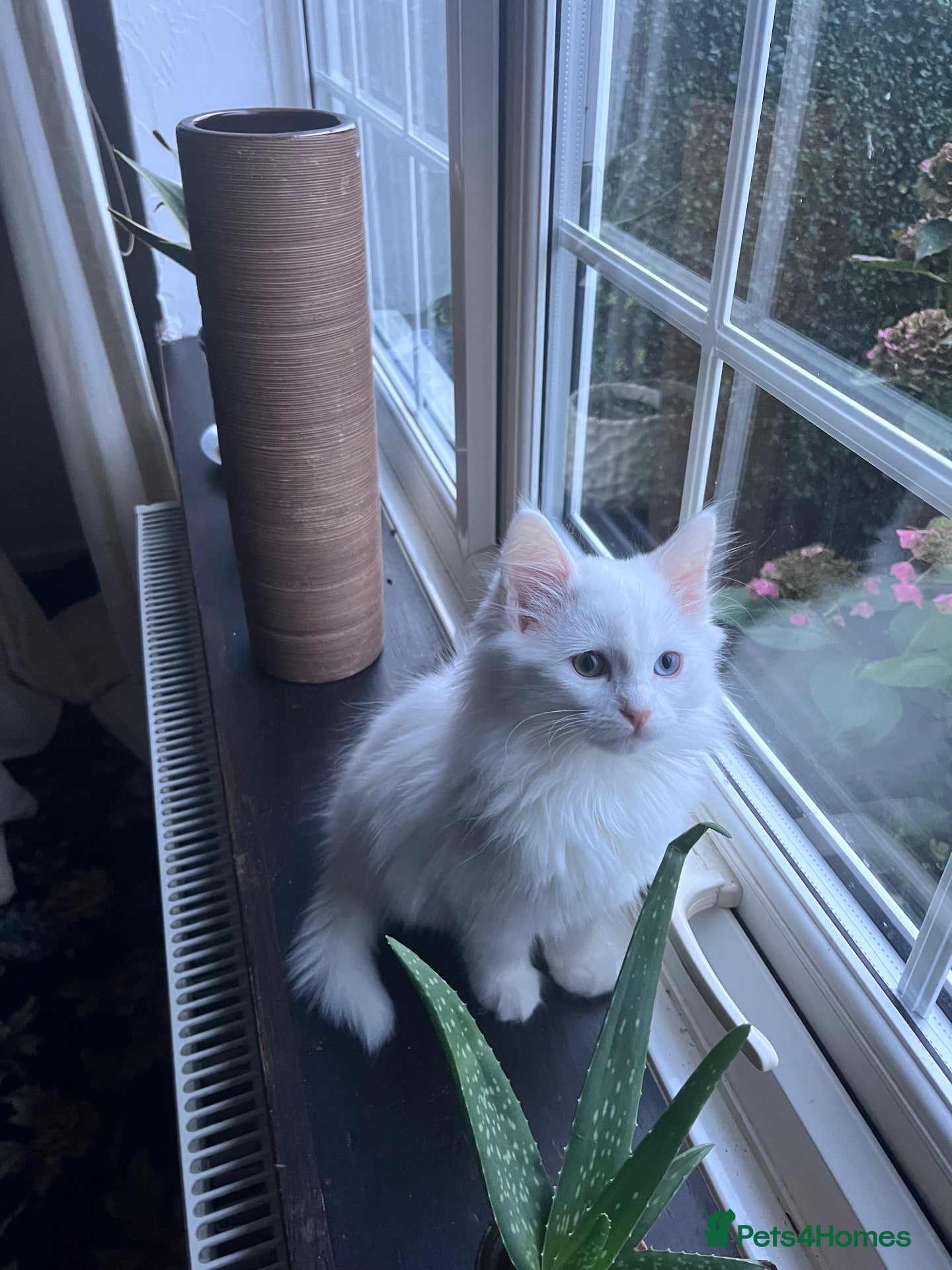 Mixed Breed cats for sale: Turkish angora mix breed - Advert 10