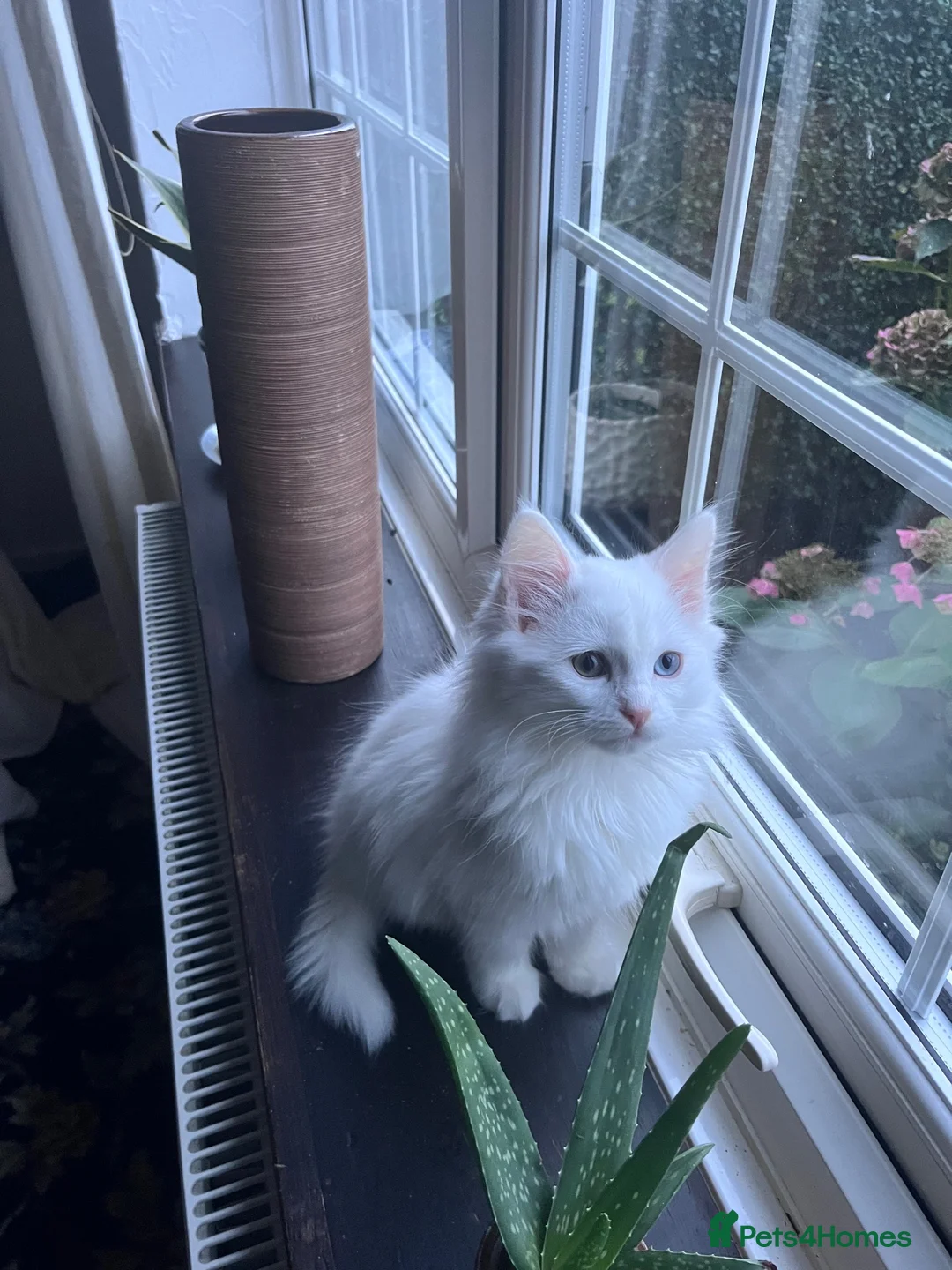 Mixed Breed cats for sale: Turkish angora mix breed in Huddersfield - Advert 1