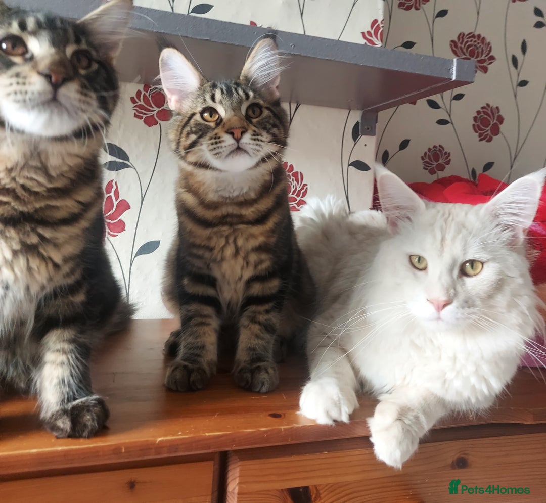 Maine Coon cats for sale: Purebred Maincoon kittens - Image 7