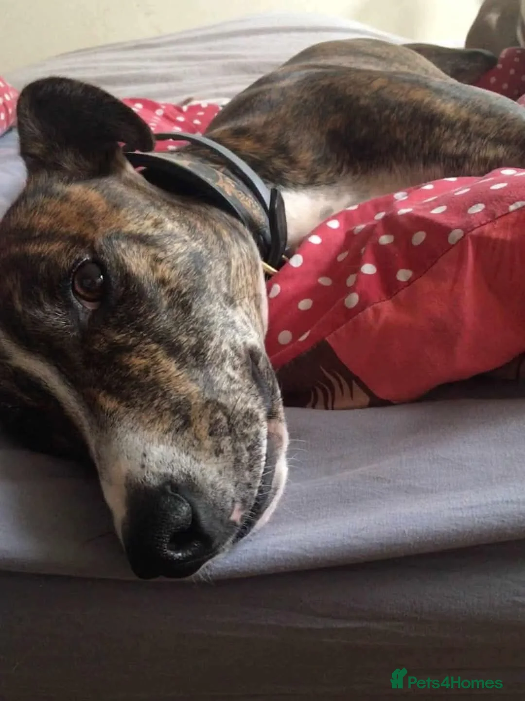 Mixed Breed dogs for adoption: Meet Oscar, currently residing in Oxfordshire  in Abingdon - Advert 5