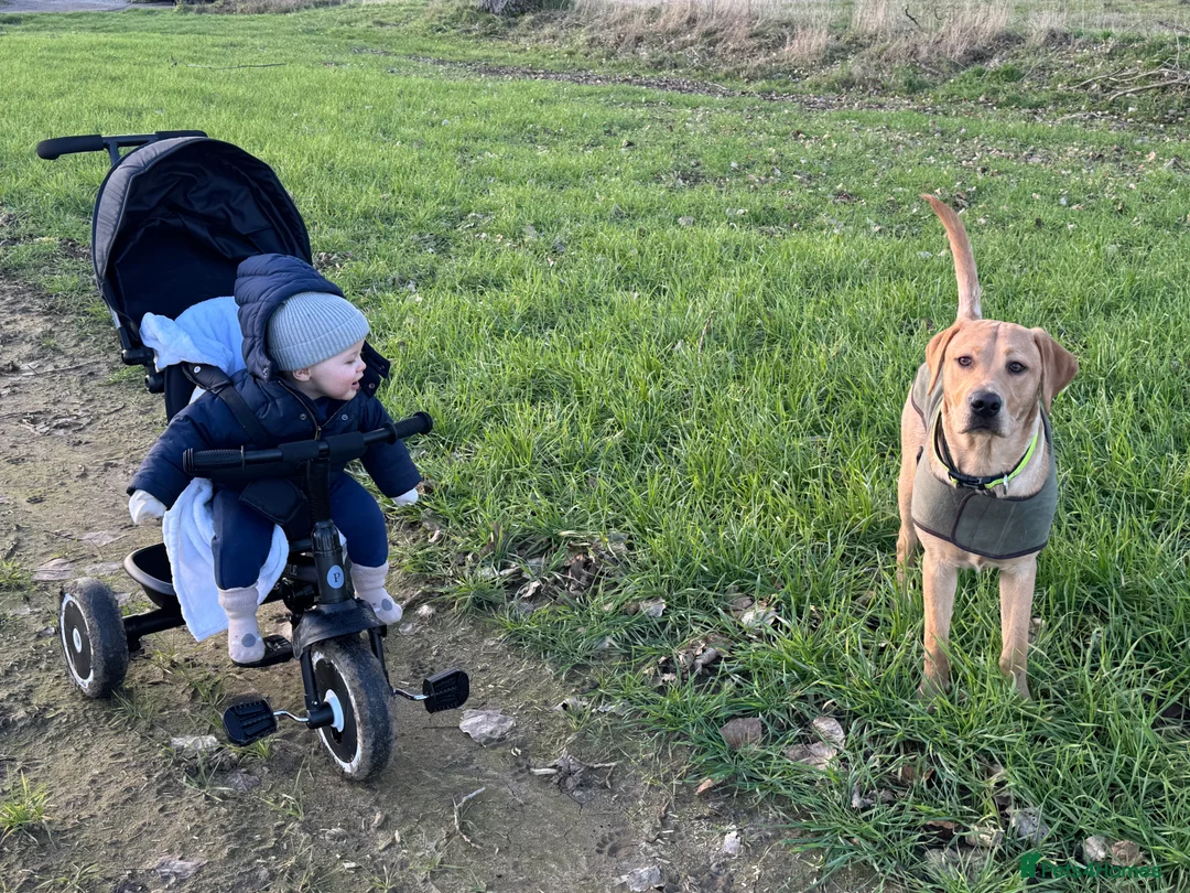 Labrador Retriever dogs for sale: Male Labrador Retriever in Ashford - Advert 5