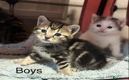 American Shorthair cats for sale: Mix litter docile well socialised kittens  - Image 5