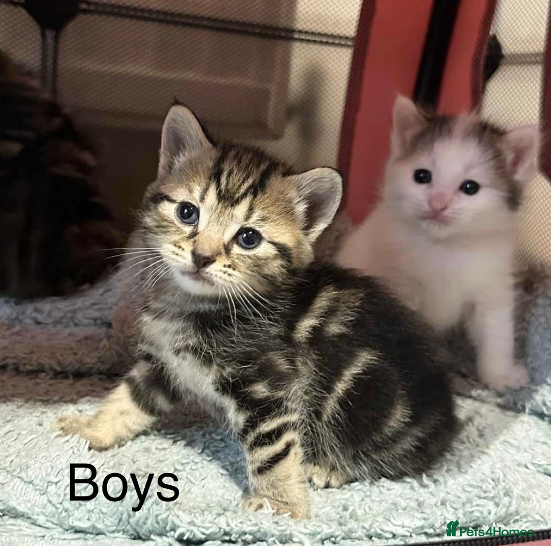 American Shorthair cats for sale: Mix litter docile well socialised kittens  - Image 5