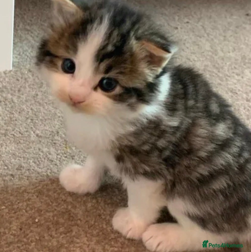 Mixed Breed cats Stunning litter of kittens  - Advert 5