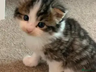 Mixed Breed cats Stunning litter of kittens - Advert 5