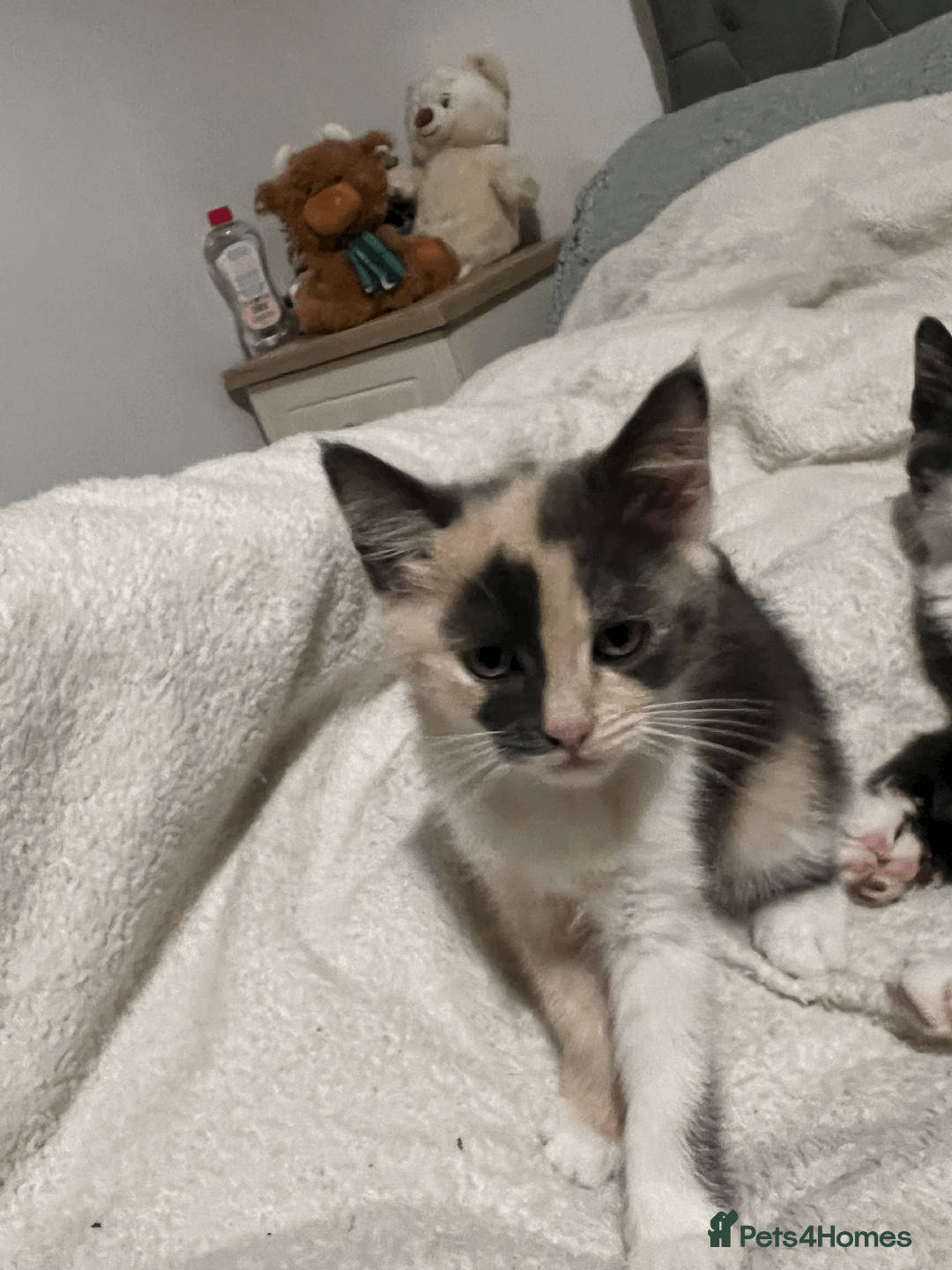 Domestic Shorthair cats for sale: Adorable Kittens Looking for Their Forever Homes - Advert 18