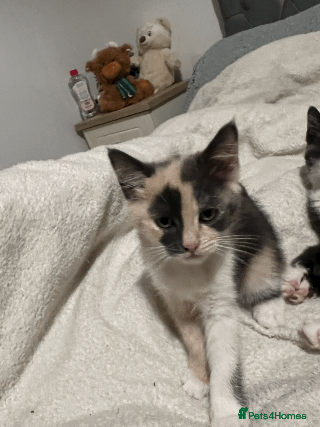 Domestic Shorthair cats for sale: Adorable Kittens Looking for Their Forever Homes - Advert 18