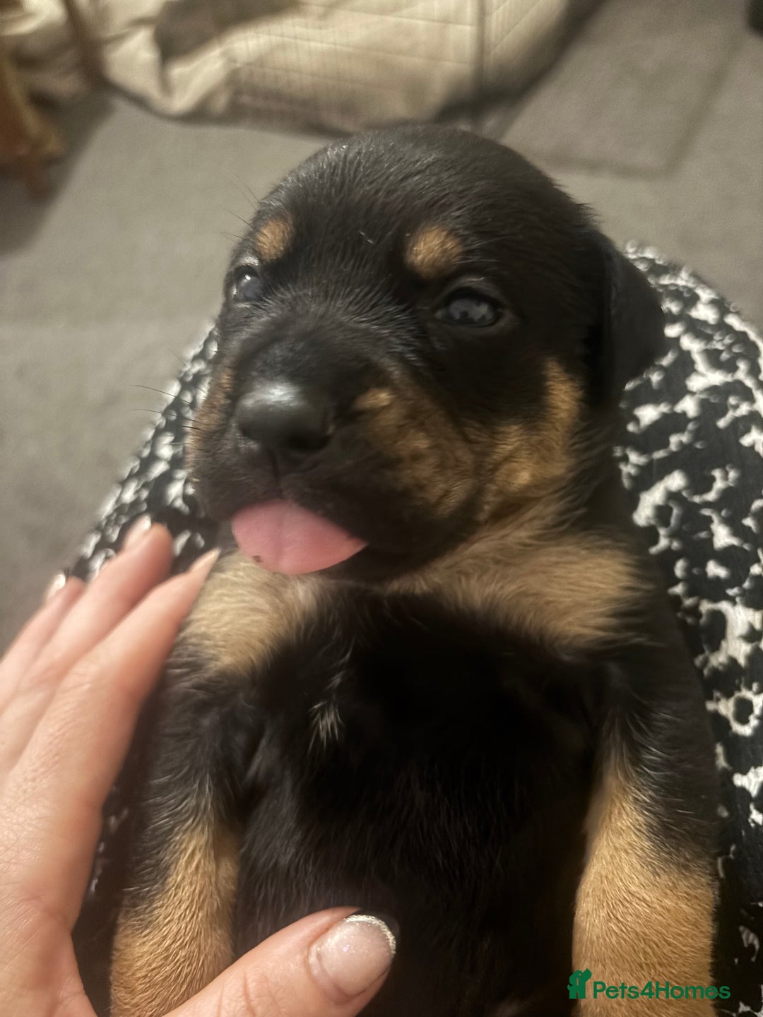 Mixed Breed dogs for sale: My surprise litter - Advert 22