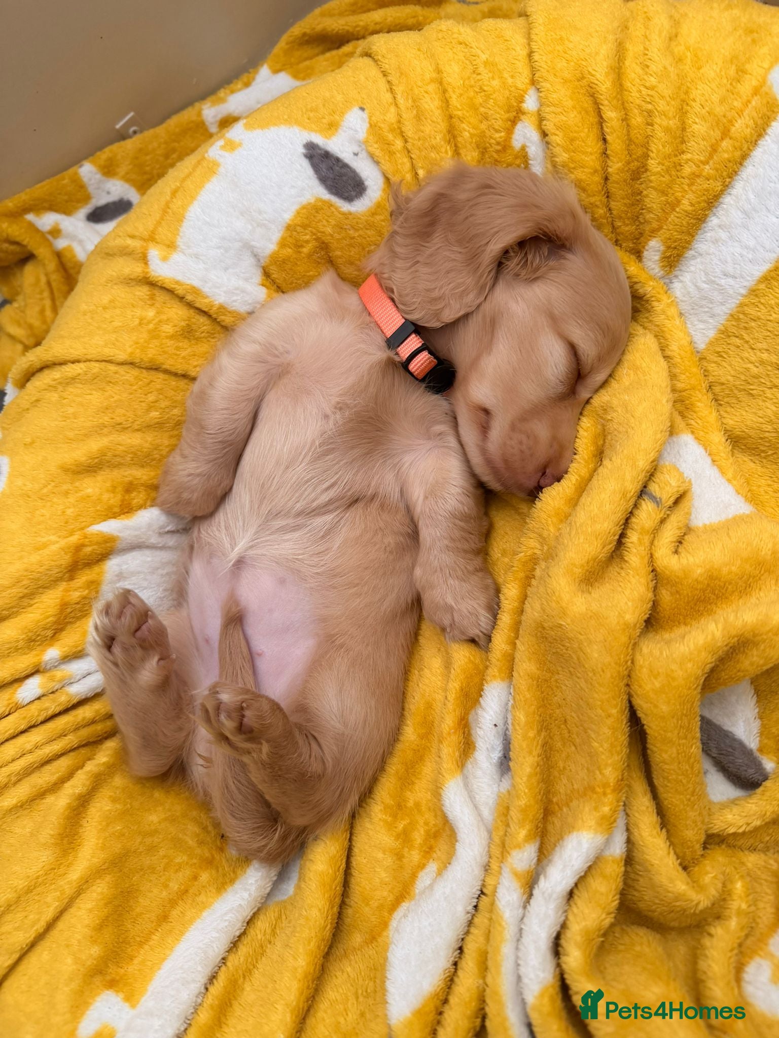 Miniature Dachshund dogs LAST ONE!! KC Cream Mini Long haired Dachshunds - Advert 9