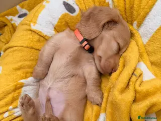 Miniature Dachshund dogs LAST ONE!! KC Cream Mini Long haired Dachshunds - Advert 9