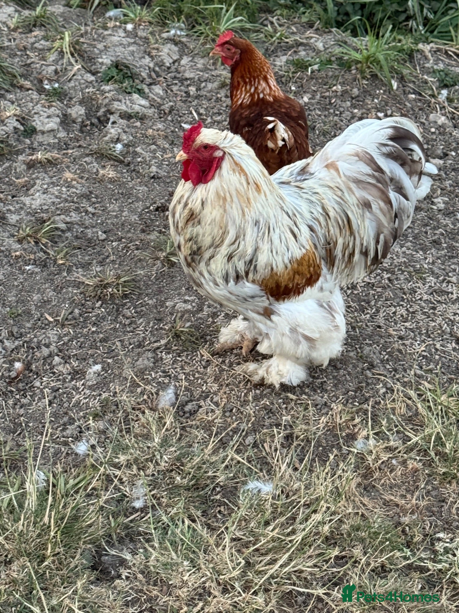 Chickens poultry Brahma cockerel  - Advert 6