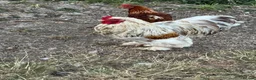 Chickens poultry for sale: Brahma cockerel  - Advert 1