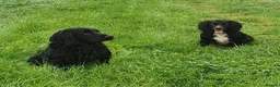 Cocker Spaniel dogs for sale: WORKING COCKER SPANIEL PUPPIES–EXCELLENT PEDIGREE - Advert 7