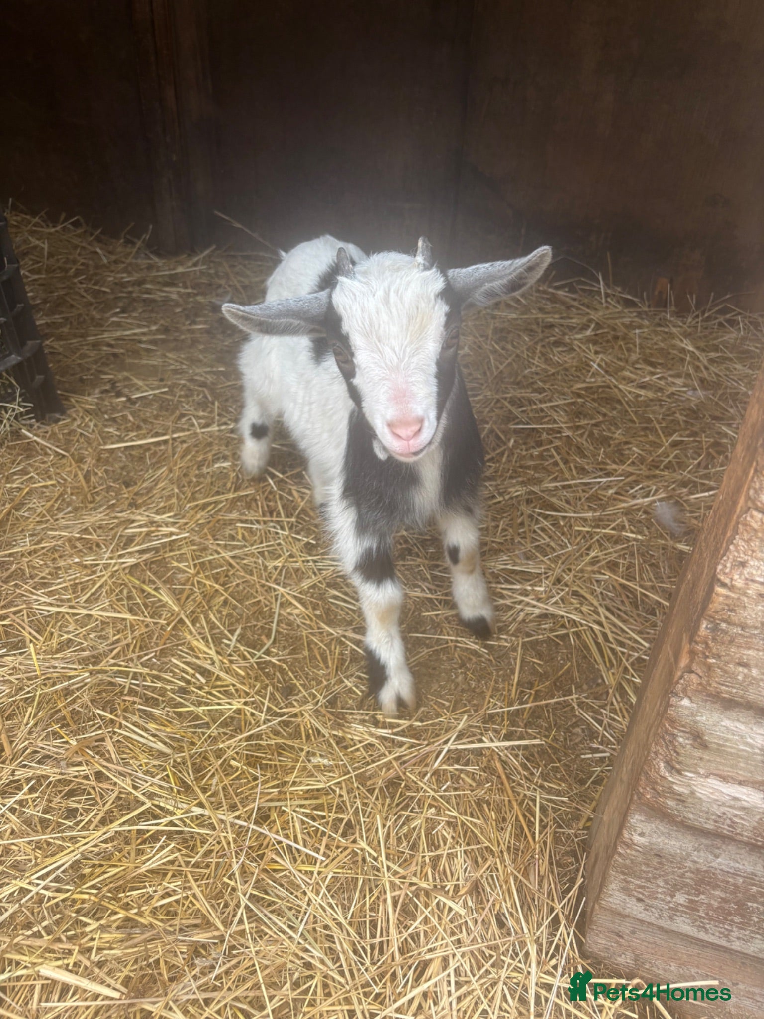 Goats livestock Pigmy goats  - Advert 7