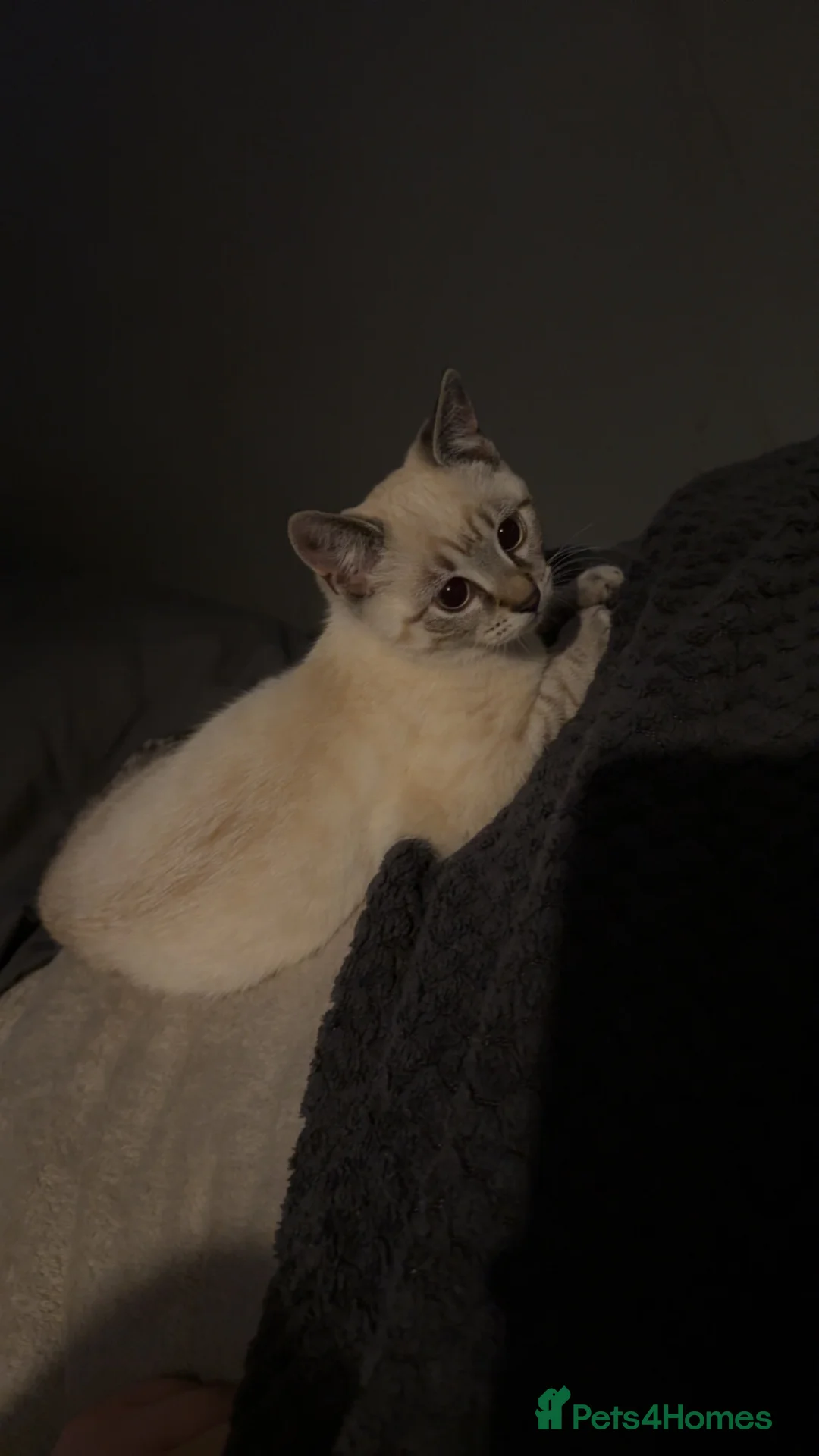 Mixed Breed cats for sale:  Cat  - Advert 4