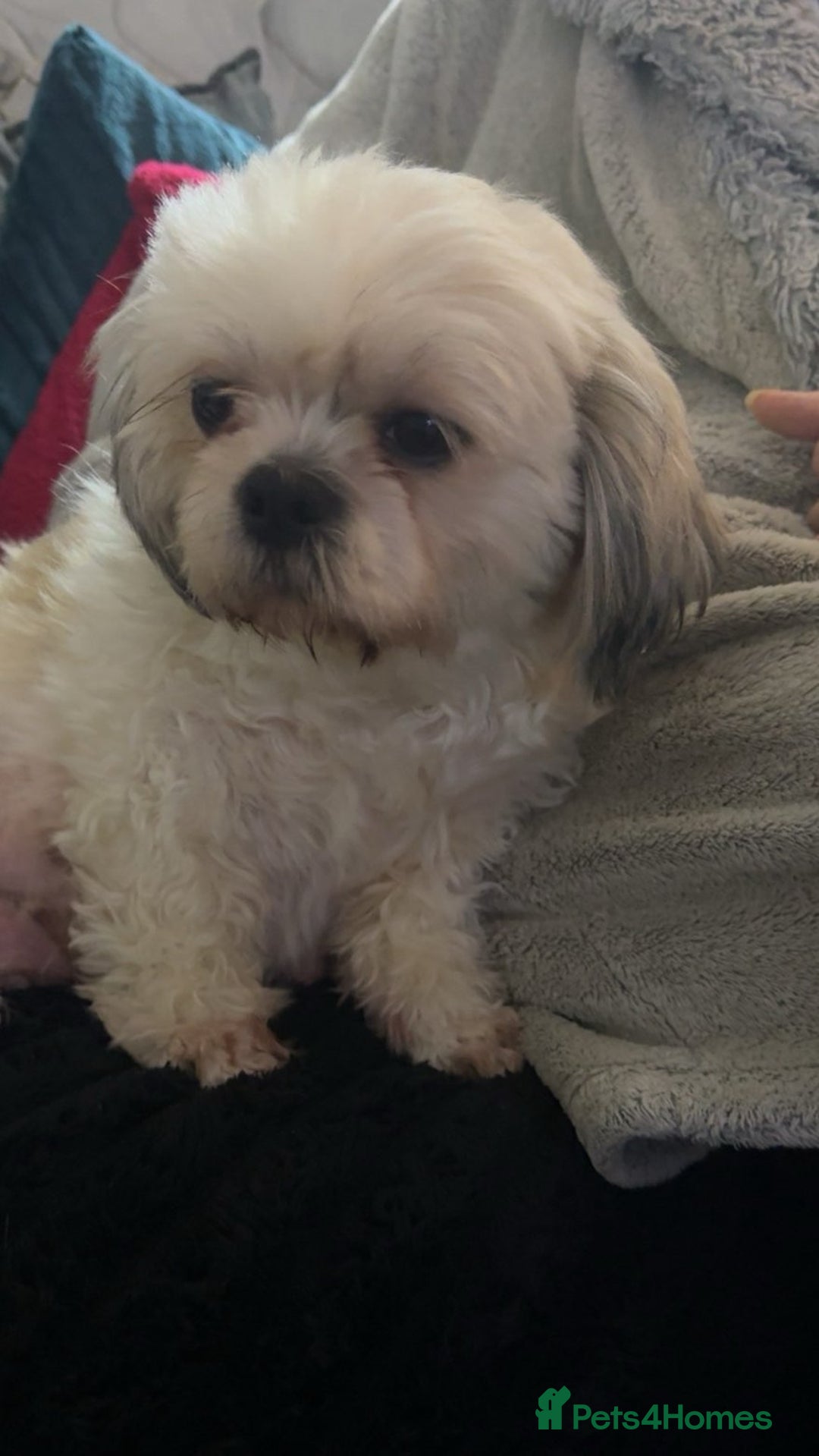 Shih Tzu dogs for sale: 3 chunky beautiful boy avaliable  - Advert 2