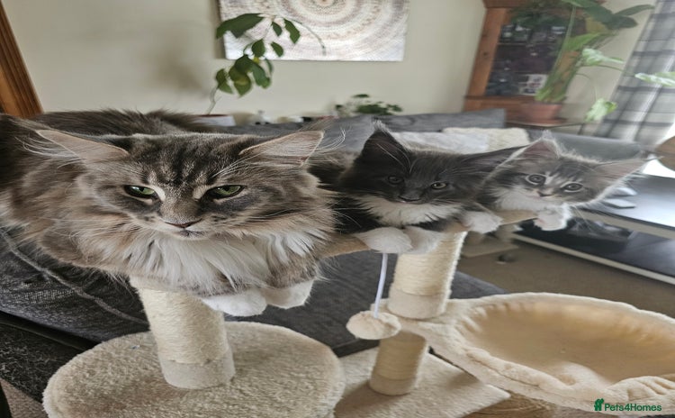 Maine Coon cats - Advert 2