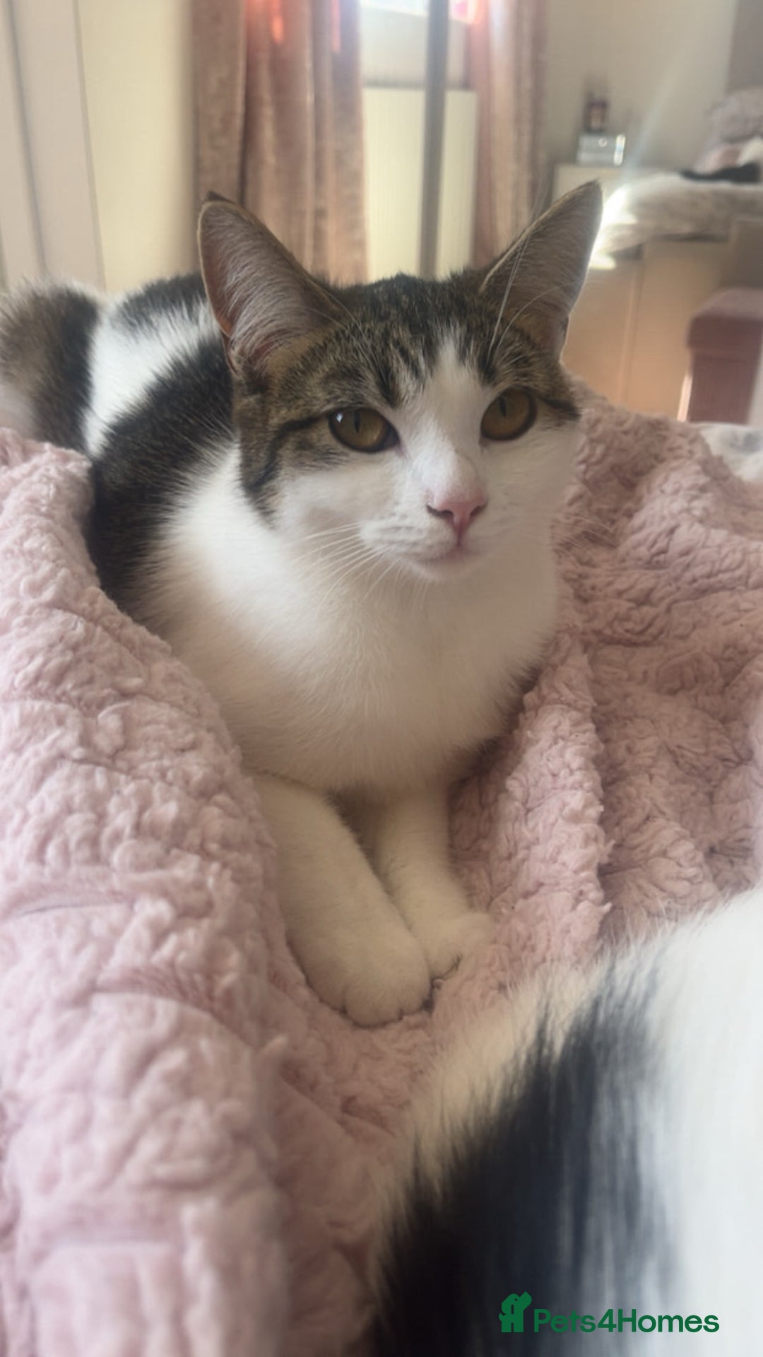 British Shorthair cats for sale: British short haired cat for loving home - Advert 1