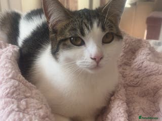 British Shorthair cats British short haired cat for loving home - Advert 3