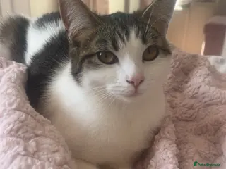 British Shorthair cats British short haired cat for loving home - Advert 1