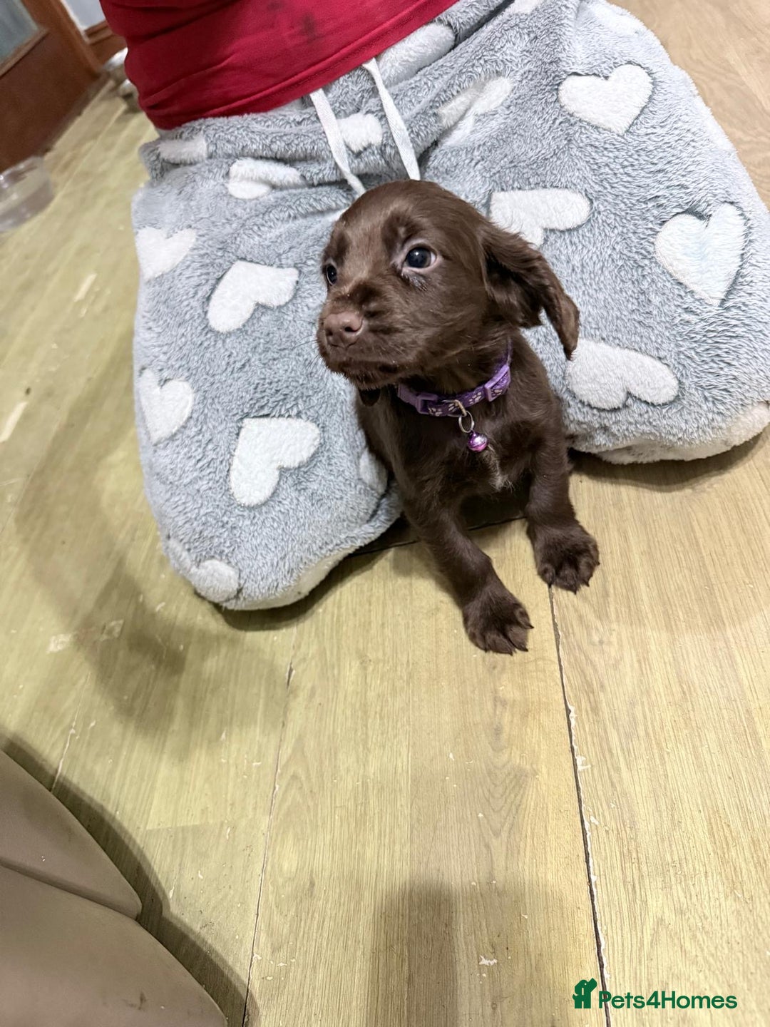 Sprocker dogs for sale: 4 LEFT Sprocker Spaniel Puppies EXCELLENT Breeding - Advert 30