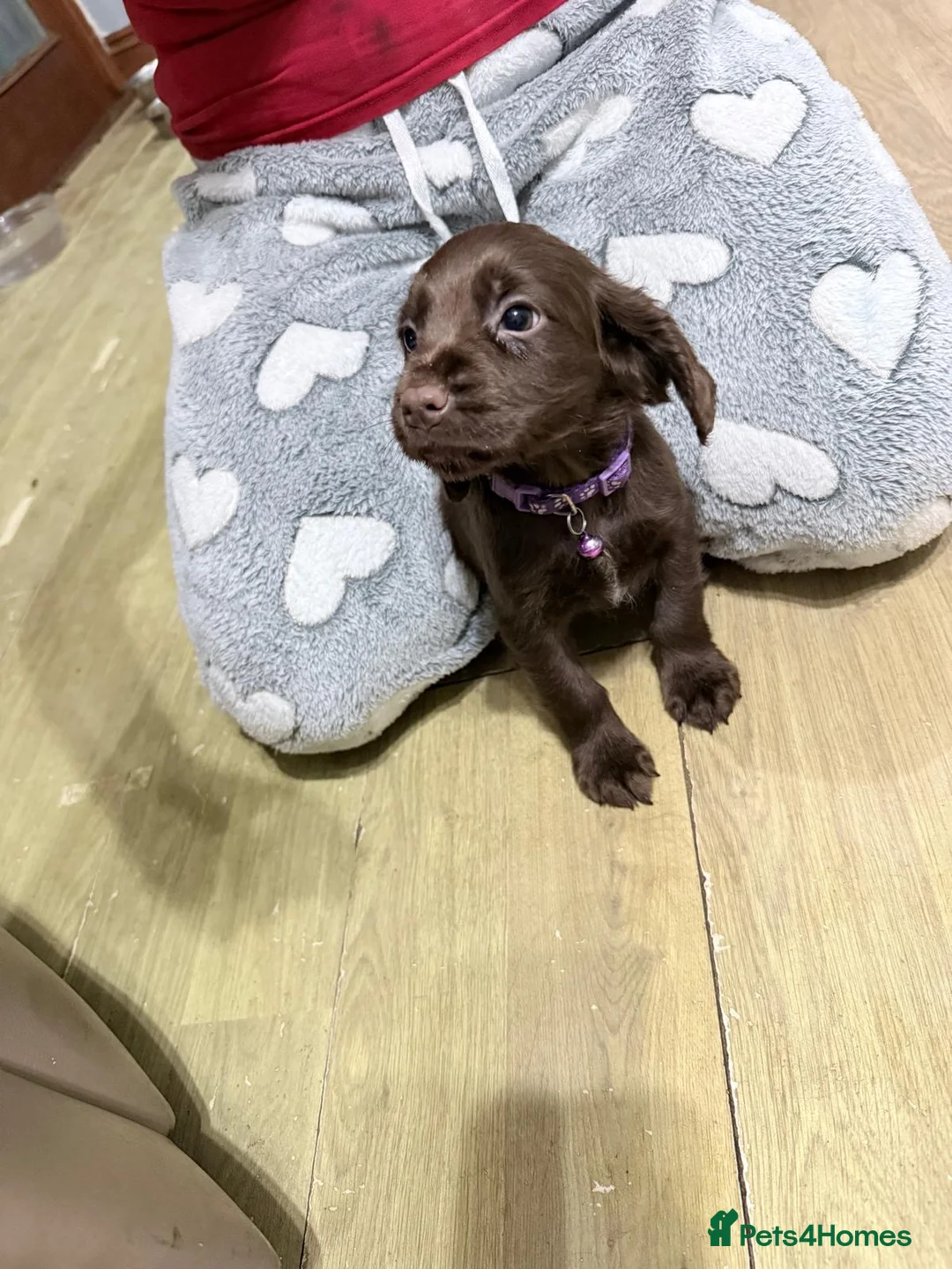 Sprocker dogs for sale: ALL SOLD Sprocker Puppies EXCELLENT Breeding - Advert 30