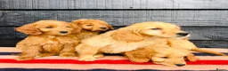 Mini Goldendoodle dogs for sale: 🧡❤️ GORGEOUS MINI GOLDENDOODLE PUPPIES ❤️🧡 - Advert 5
