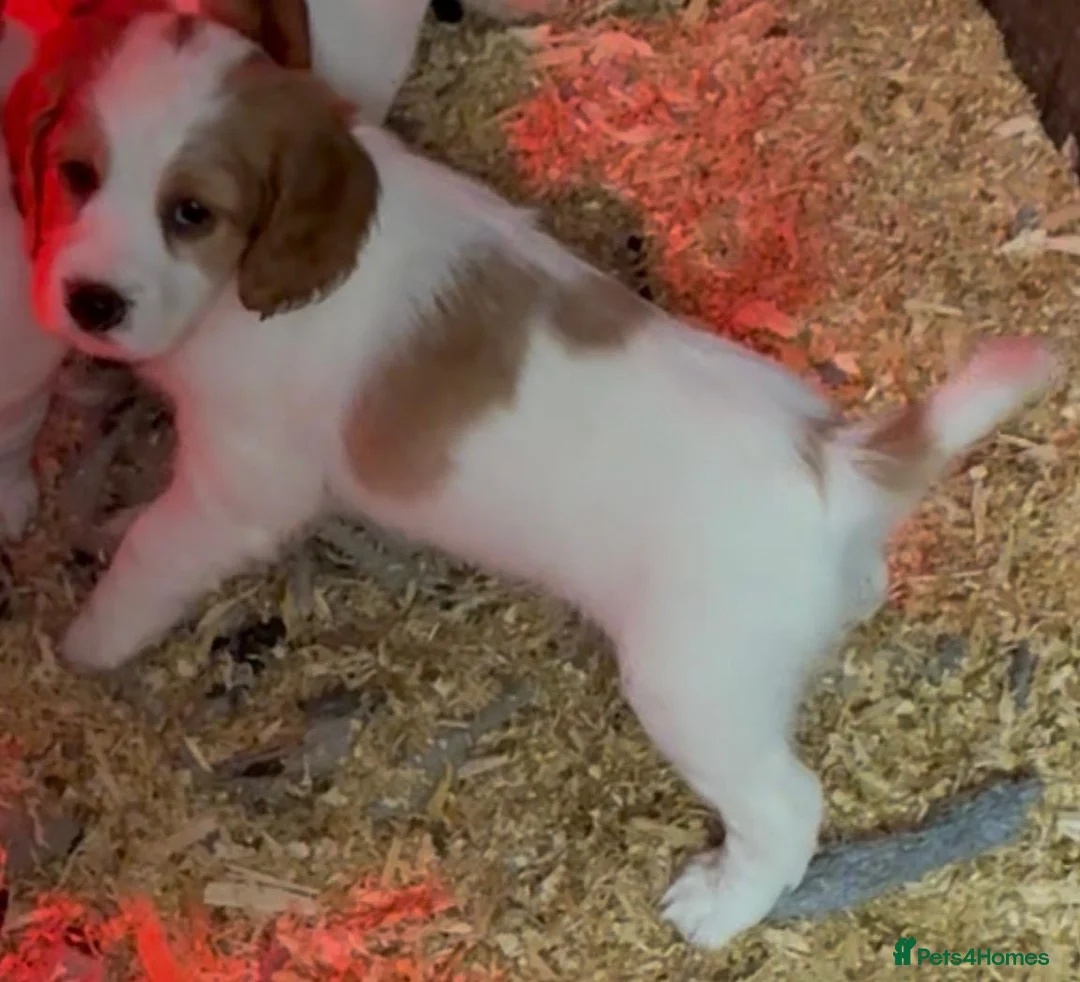 Cocker Spaniel dogs for sale: Farm bred Stunning Cocker Spaniel Puppies for sale - Advert 6