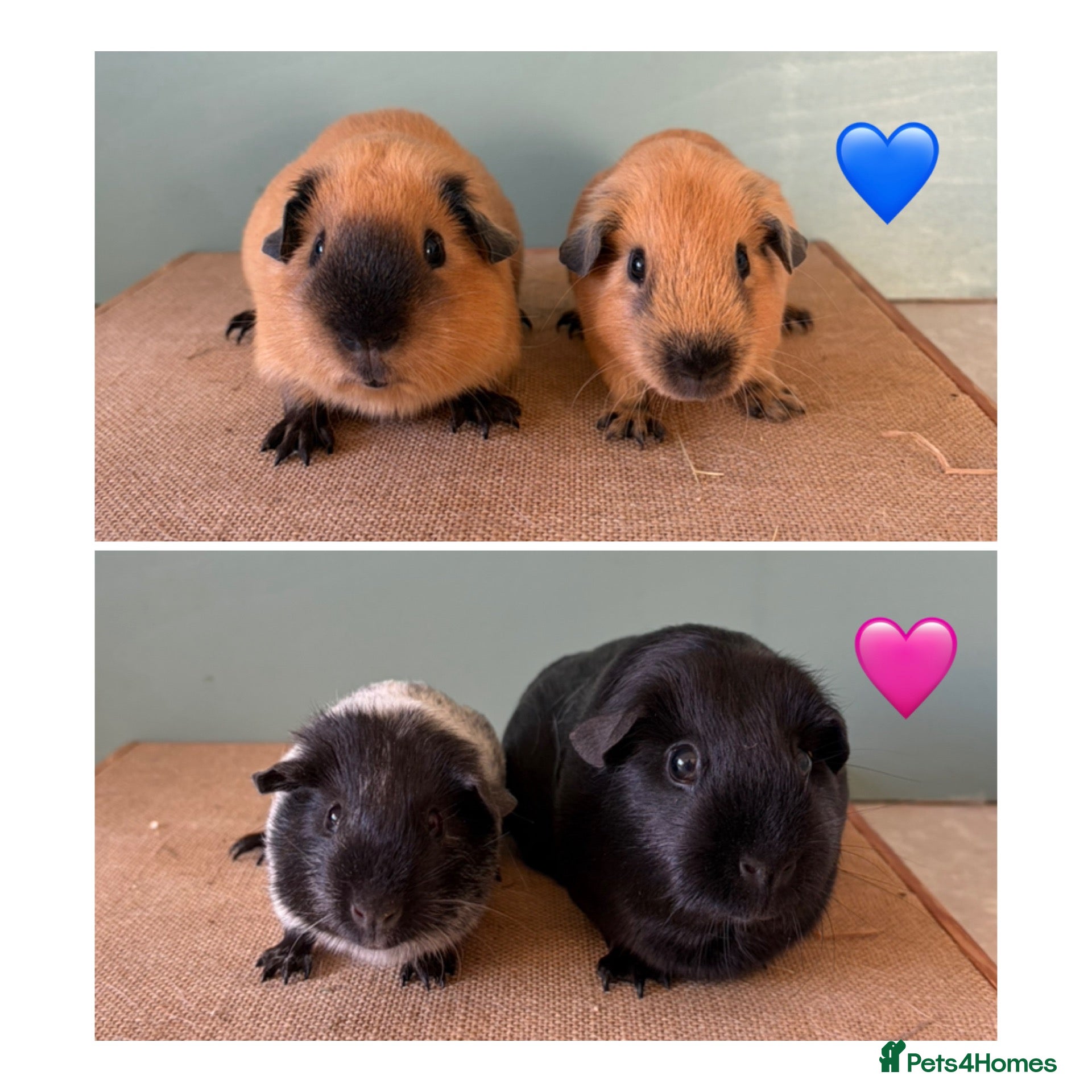 Guinea Pig rodents for sale: Male Cali pair and Female Dal pair - Advert 1