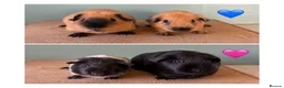 Guinea Pig rodents for sale: Male Cali pair and Female Dal pair - Advert 1