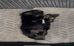 Mixed Breed dogs for sale: Puppies  - Image 8