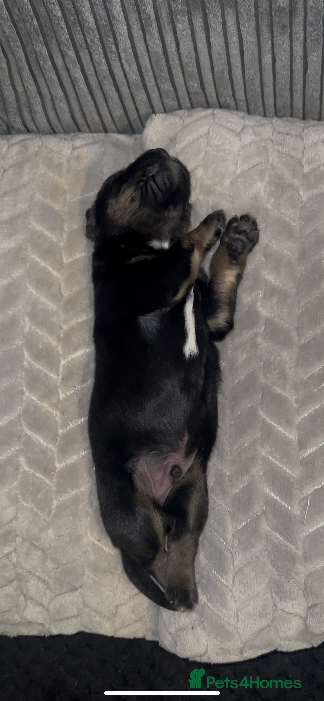 Mixed Breed dogs for sale: Puppies  - Image 8