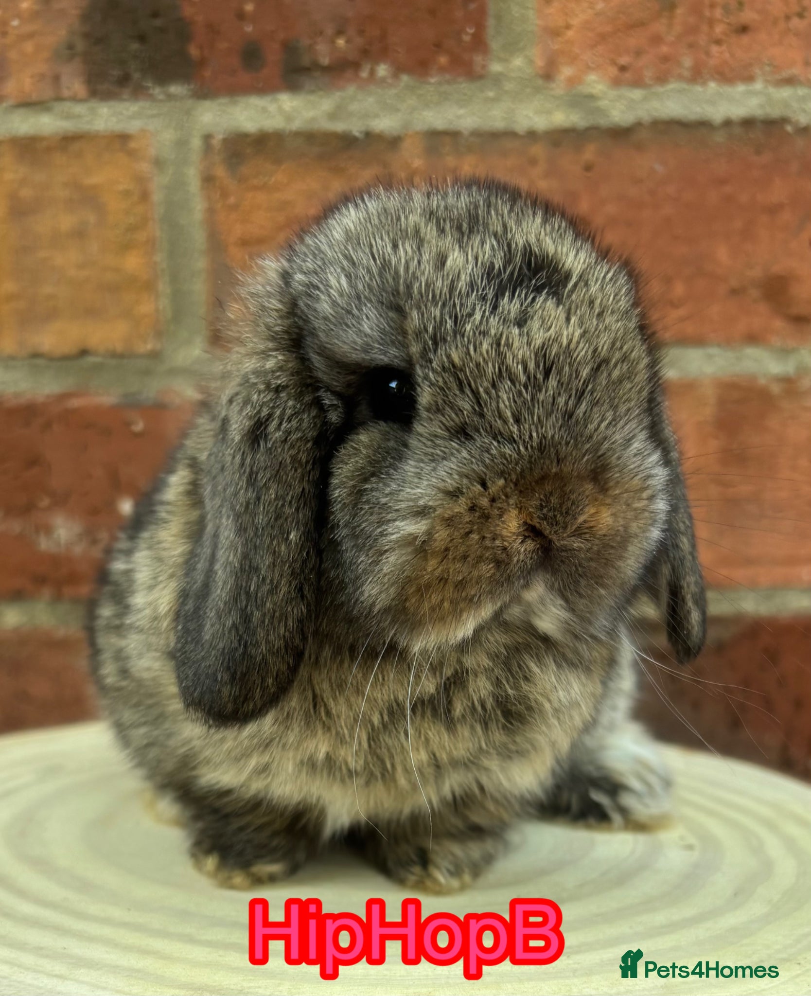 Mini Lop rabbits Pure bred pedigreed mini lops  - Advert 6