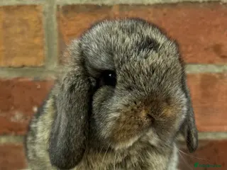 Mini Lop rabbits Pure bred pedigreed mini lops - Advert 6