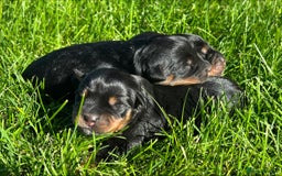 Rottweiler dogs for sale: 📅Healthy&Well-Socialised Rottweiler Pups📍 - Image 7
