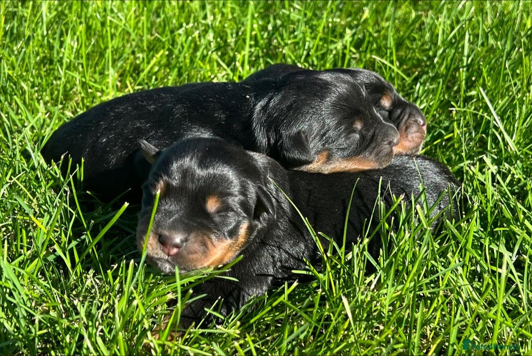 Rottweiler dogs for sale: 📅Healthy&Well-Socialised Rottweiler Pups📍 - Image 7