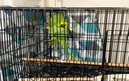 Budgerigars birds for sale: FLASH SALE TODAY ONLY Ringneck Breeder Pair £255 - Image 6