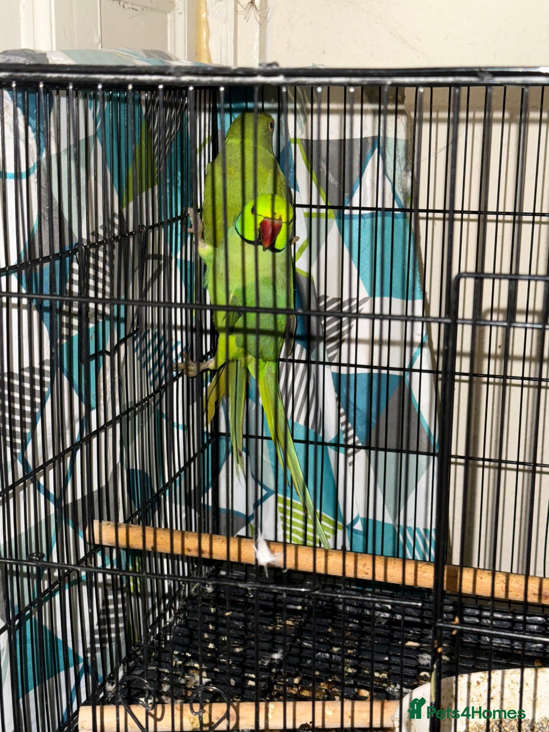 Budgerigars birds for sale: FLASH SALE TODAY ONLY Ringneck Breeder Pair £255 - Image 6