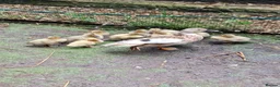 Ducks poultry for sale: Miniature Silver Appleyard ducklings coming soon - Advert 2