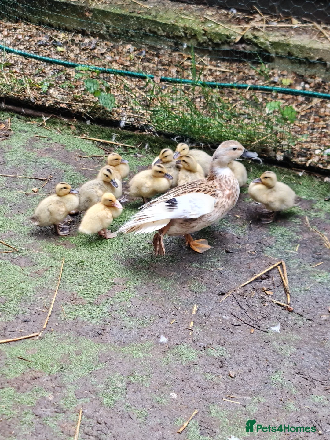 Ducks poultry for sale: Miniature Silver Appleyard ducklings coming soon - Advert 2