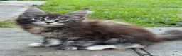 Maine Coon cats for sale: TICA Registered Pedigree Maine Coon Girls - Advert 9